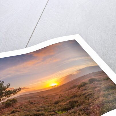 Single tree in meadow by Assaf Frank